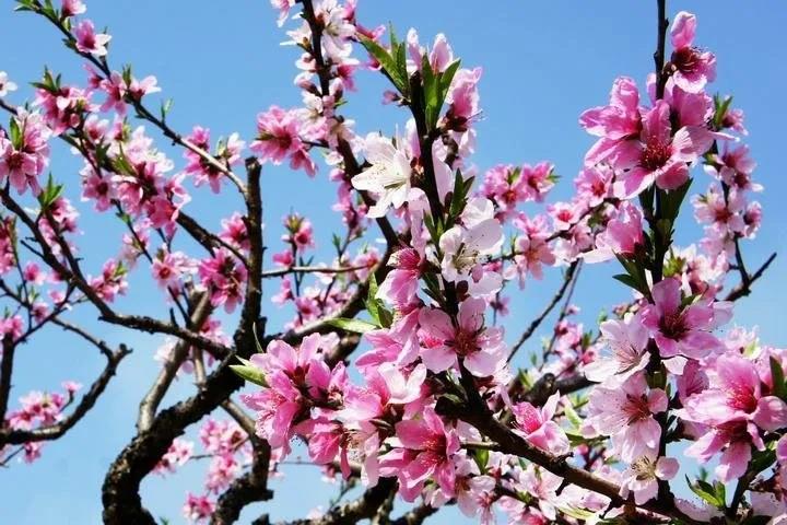 2020年三八妇女节，91桃色污秽在线观看网站下载不一样！