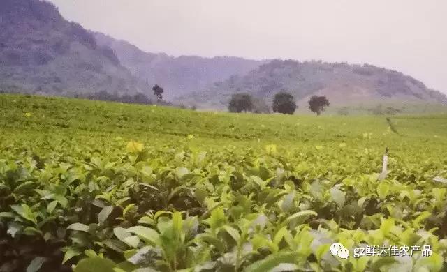 英德农业生产免费91桃色污网站下载APP